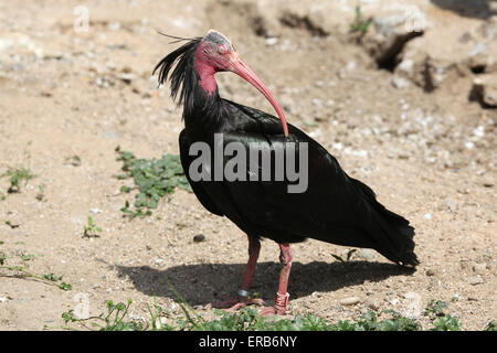 Northern bald ibis (Geronticus eremita), also known as the hermit ibis at Prague Zoo, Czech Republic. Stock Photo