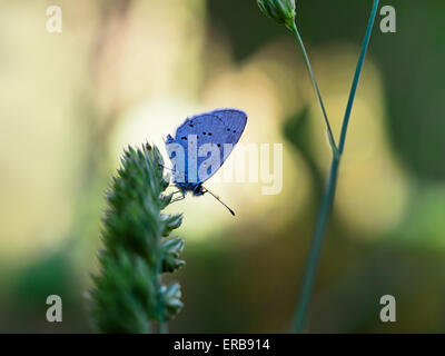 European. Provencal Short Tailed Blue cupido alcetas everes butterfly, backlit at dusk. Stock Photo