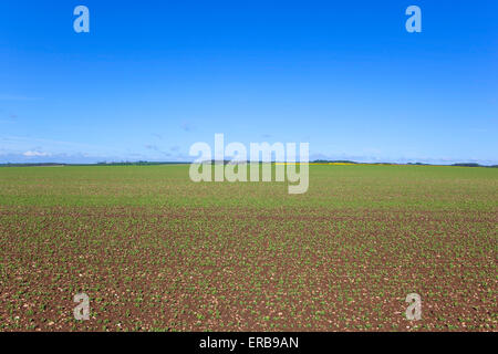 A field of young pea plants and distant patchwork landscape on the Yorkshire wolds, England under a blue sky. Stock Photo