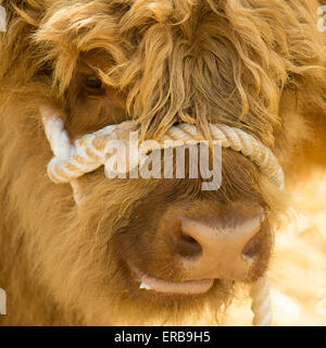 Highland cow calf - close up portrait Stock Photo