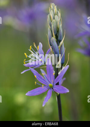 Squill, probably Alpine Squill, Scilla Bifolia, close up, Spring flower, Blue flowers with yellow Stock Photo