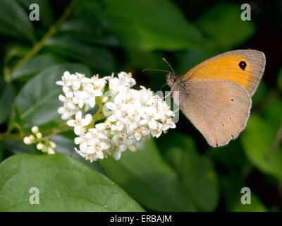 Maniola jurtina meadow brown butterfly feeding Stock Photo