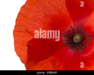 Red Flanders poppy closeup, white background. Remembrance Day etc. Stock Photo