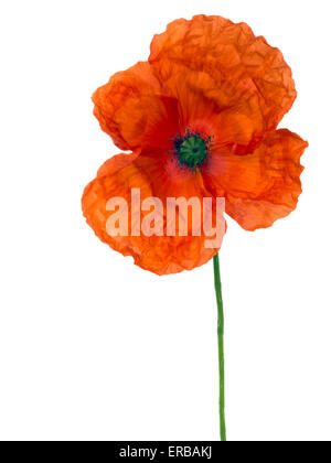 Flanders aka Red poppy, wild, isolated on white.. Stock Photo