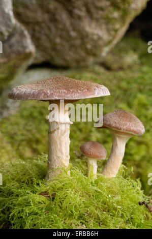 Honey Fungus, Armillaria ostoyae, growing at base of alder, Dumfries & Galloway, Scotland Stock Photo