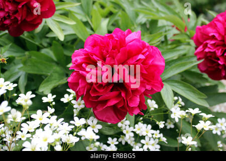 Herbaceous Peony Kansas -Red Peony over white Saxifrage in late May Stock Photo