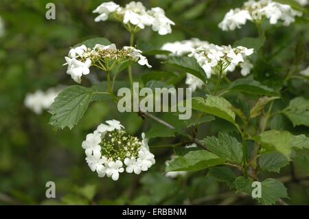 European Cranberry Bush - European Snowball tree - Guelder rose - Water Elder - Cramp Bark (Vibernum opulus) flowering at spring Stock Photo