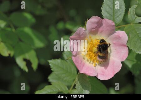Bumblebee (Bombus sp) gathering nectar on flower of Dog Rose (Rosa canina) Stock Photo