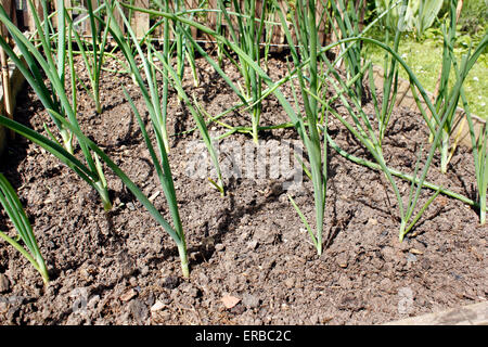 Onions 'Sturon' growing in organic vegetable plot Stock Photo