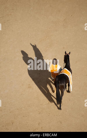 man in historical costume parading a racehorse before the Palio di Siena, Siena, Tuscany, Italy Stock Photo