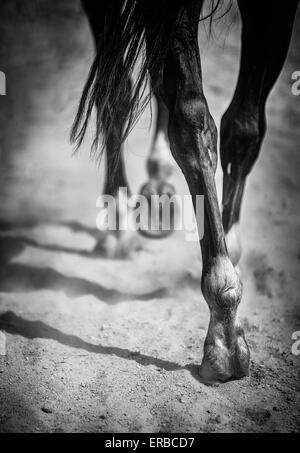 Horse's legs Stock Photo