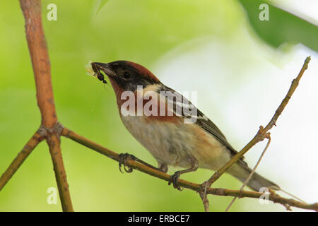 Bay-breasted Warbler   (Setophaga castanea) with an ant in its beak, during the Spring migration. Stock Photo