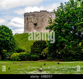 View of Clifford's Tower from parkland on east side of the River Ouse at Skeldergate Bridge, City of York, England, UK Stock Photo