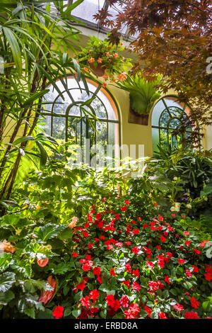 Luscious tropical plants inside historical Victorian Conservatory with arched windows, Fitzroy Gardens, Melbourne, Australia Stock Photo