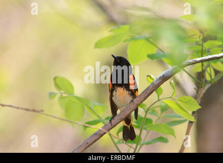 Male American redstart (Setophaga ruticilla) on a tree branch, during the Spring migration. Stock Photo