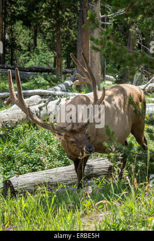 Male Elk or Wapiti range throughout Yellowstone National Park. Stock Photo