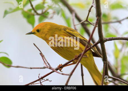 American yellow warbler (Setophaga petechia) Stock Photo