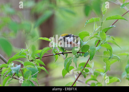 Chestnut sided warbler (Setophaga pensylvanica) during the Spring migration. Stock Photo