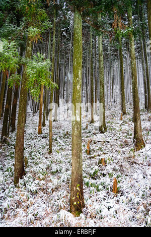Interior of pine forest after snowfall at Soni, in Japan. Eerie atmosphere of stillness. Snow covered ferns on ground, tree trunks and green pines. Stock Photo