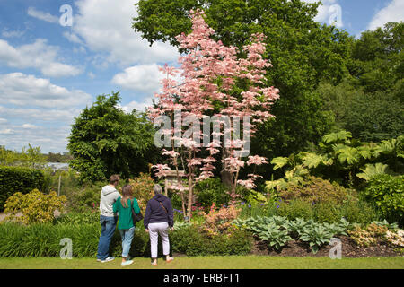 Toona sinensis 'Flamingo', RHS Wisley Garden, Surrey, England, UK Stock Photo