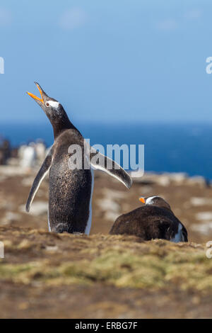 Gentoo penguin Pygoscelis papua, adult calling, New Island, Falkland Islands in December. Stock Photo