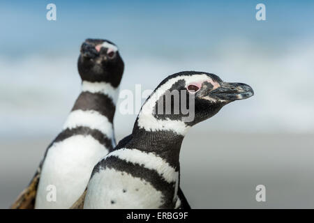 Magellanic penguin Spheniscus magellanicus, two adult head profiles, New Island, Falkland Islands in December. Stock Photo