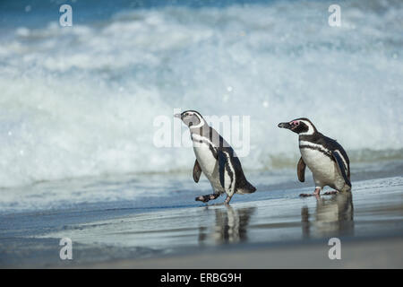 Magellanic penguin Spheniscus magellanicus, two adults walking along shoreline, New Island, Falkland Islands in December. Stock Photo