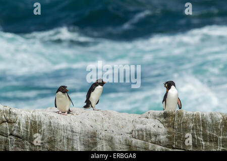 Southern rockhopper penguin Eudyptes chrysocome, three adults perched on rocky ledge, New Island, Falkland Islands in December. Stock Photo