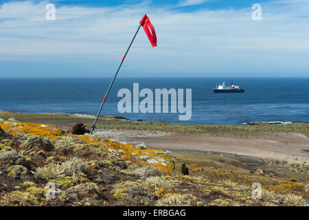 Striated caracara Phalcoboenus australis, adult, flagpole & MV Ortelius, Steeple Jason Island, Falkland Islands in December. Stock Photo