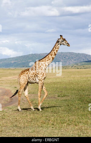 giraffe (Giraffa camelopardalis) adult walking in the bush, in desert country, Kenya, Africa Stock Photo