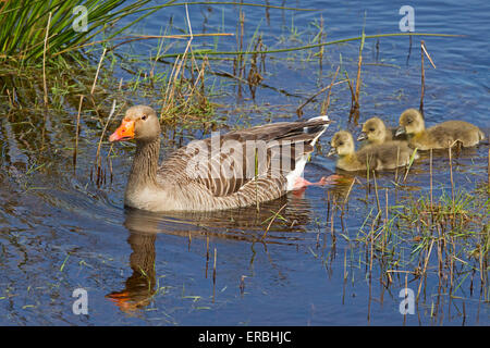 Greylag goose with goslings swimming Stock Photo