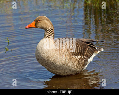 Greylag goose standing in water Stock Photo