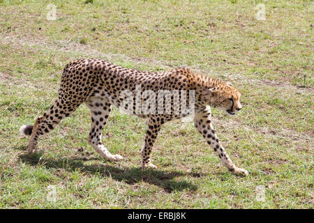 cheetah (Acinonyx jubatus) adult walking over short vegetation, Masai Mara, Kenya, Africa Stock Photo