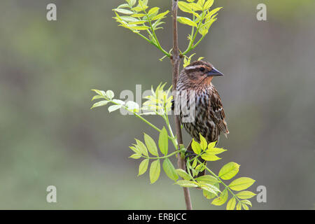 Female Red-winged blackbird (Agelaius phoeniceus) on A tree branch Stock Photo