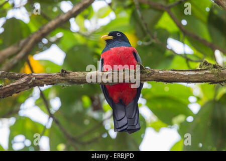 Choco trogon (Trogon comptus) adult male perched on branch of tree in rainforest, Ecuador, central America Stock Photo