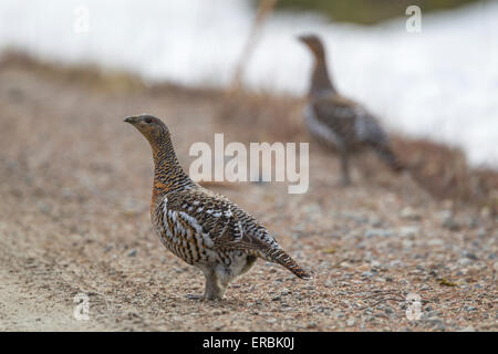 (Western) Capercaillie Tetrao urogallus, females, walking along gravel track during winter, Kuusamo, Finland in April. Stock Photo