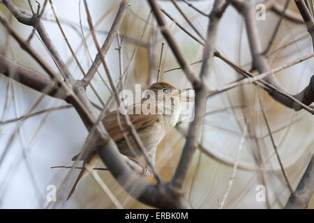 Common nightingale Luscinia megarhynchos, adult, singing from twiggy vegetation, Kalloni, Lesvos, Greece in April. Stock Photo