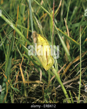 Meadow Brown - Maniola jurtina - pupa