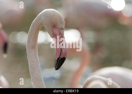 Greater flamingo Phoenicopterus roseus (captive), head shot, Slimbridge, Gloucestershire, UK in September. Stock Photo