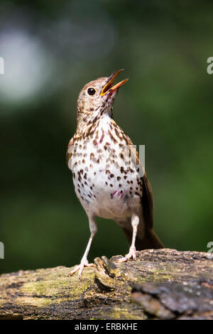 Song thrush Turdus philomelos, calling from log in woodland setting, Soltvadkert, Hungary in June. Stock Photo
