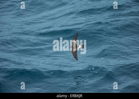 Wilson's storm petrel Oceanites oceanicus, adult, in flight over ocean, near Deception Island, Antarctica in January. Stock Photo