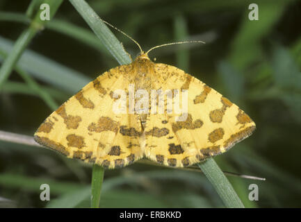 Speckled Yellow - Pseudopanthera macularia Stock Photo