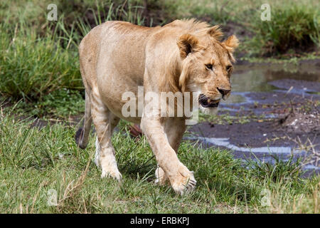 lion (Panthera leo) young male walking near water hole, Kenya, Africa Stock Photo
