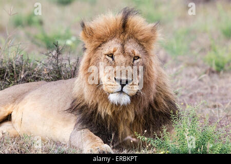 lion (Panthera leo) adult male of pride, resting on ground, Masai Mara, Kenya, Africa Stock Photo