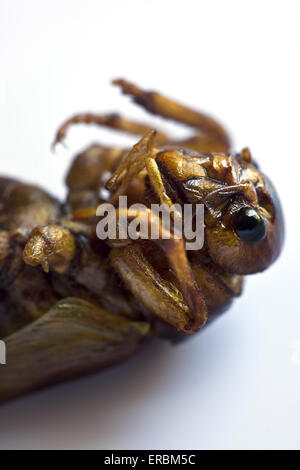 Cooked or Fried Grasshopper as sold at street markets in Thailand Stock Photo
