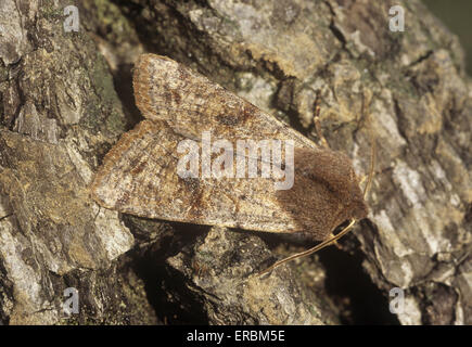 Clouded Drab - Orthosia incerta Stock Photo