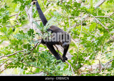 mantled howler monkey (Alouatta palliata) adult in tree in forest, Costa Rica, central America Stock Photo