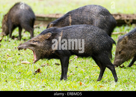 collared peccary (Pecari tajacu) group of adults with one animal yawning showing tusks, Costa Rica, central America Stock Photo