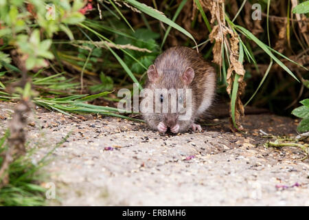 brown rat (Rattus norvegicus) feeding on grain on the ground, Norfolk, England, United Kingdom Stock Photo