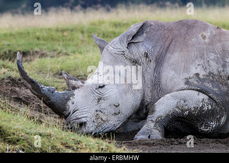 white rhinoceros or square-lipped rhinoceros (Ceratotherium simum), adult close-up of head and horn, Nakuru, Kenya, Africa Stock Photo